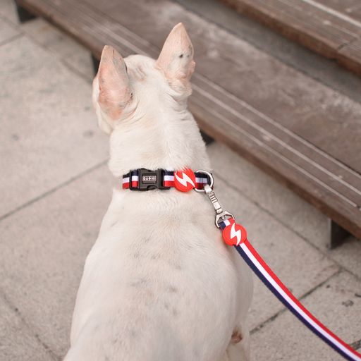 Guia para cães Dashi Stripes em poliéster vermelho e azul