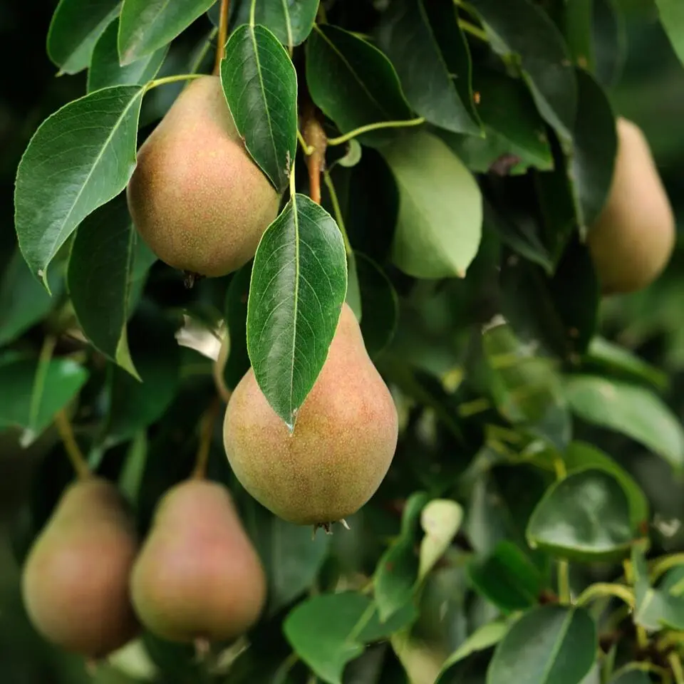 Mix fruitzuilen - Set van 16 - Malus, Pryus, Prunus - Hoogte 60-70cm - ⌀9cm