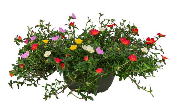 Portulakröschen, Schale