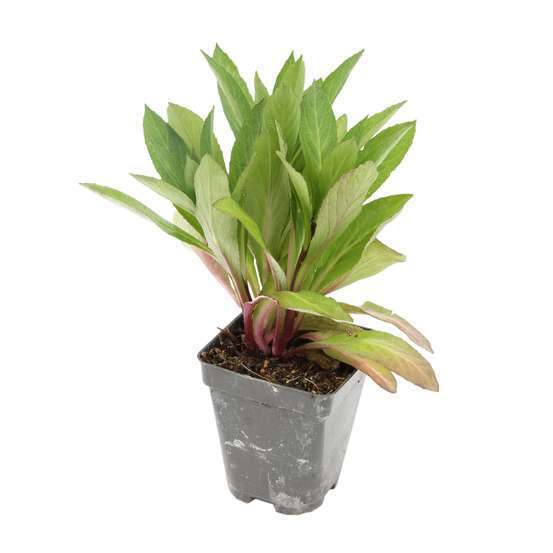 Lobélie Vedrariensis : godet