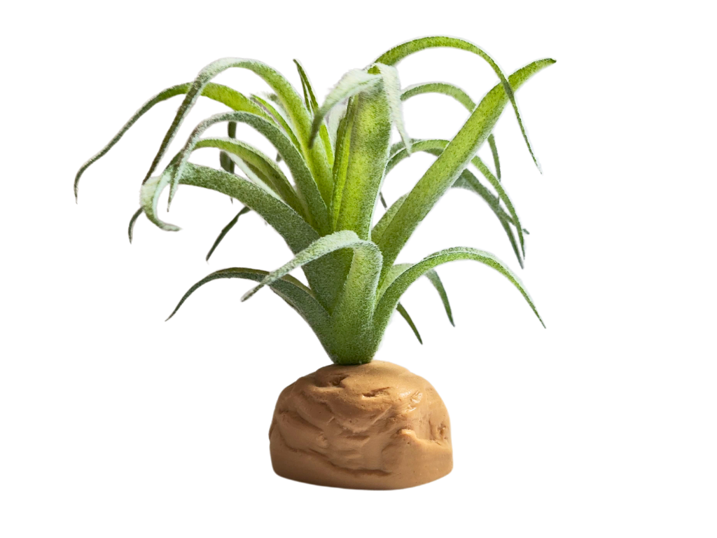 Tillandsia, planta para decoração de terrário.