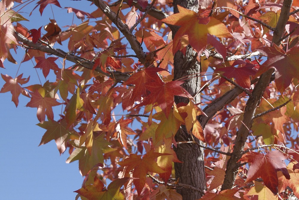 Copalme d'amérique - 100 graines - liquidamber styraciflua