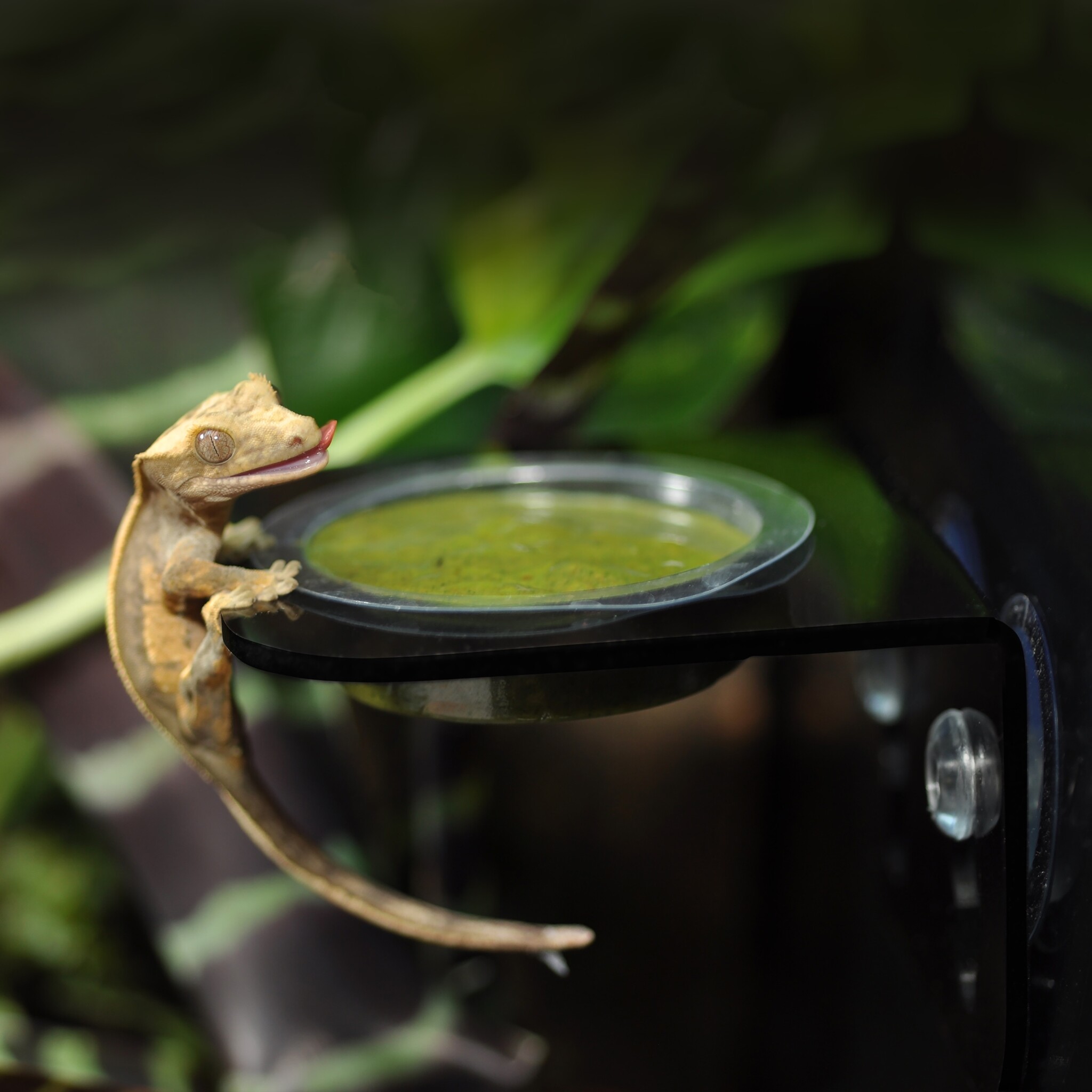 Habistat Arboreal Feeding Ledge Enkel