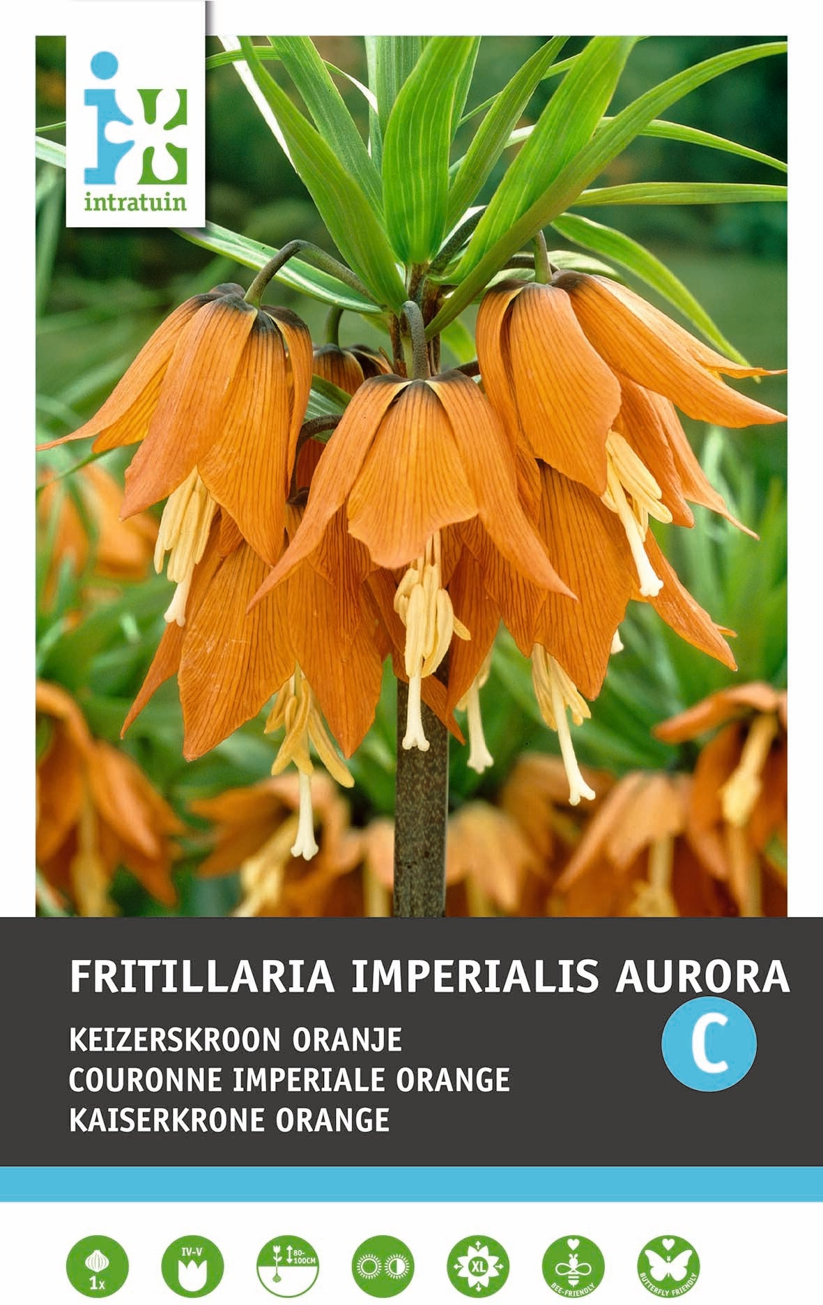 Intratuin bloembollen Keizerskroon (Fritillaria imperialis 'Aurora')