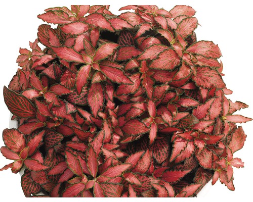 Mozaïekplant FloraSelf Fittonia verschaffeltii 'Forest Flame' H 10 cm Ø 12 cm pot