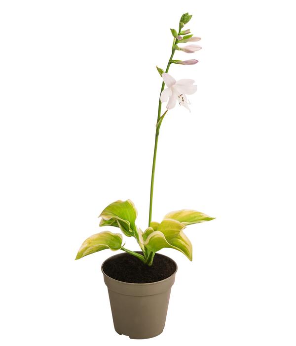 Funkie 'Frozen Margarita'