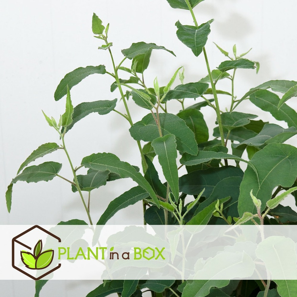 Eucalyptus 'citriodora' - buisson d'eucalyptus - ⌀19 cm - h35 cm