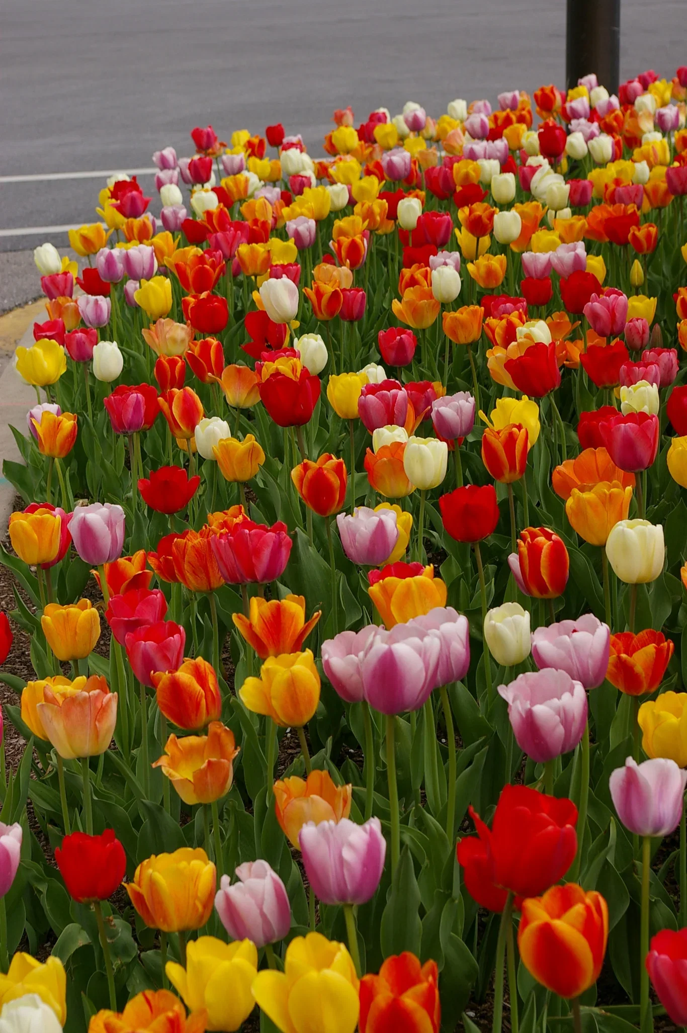 Tulipa (Darwinhybrid-Group) Tulipan Darwin-hybrider miks ØKO