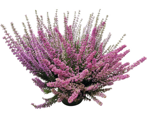 Bell heather Erica gracilis Beauty Queens Ø 19 cm pot willekeurige variëteitselectie