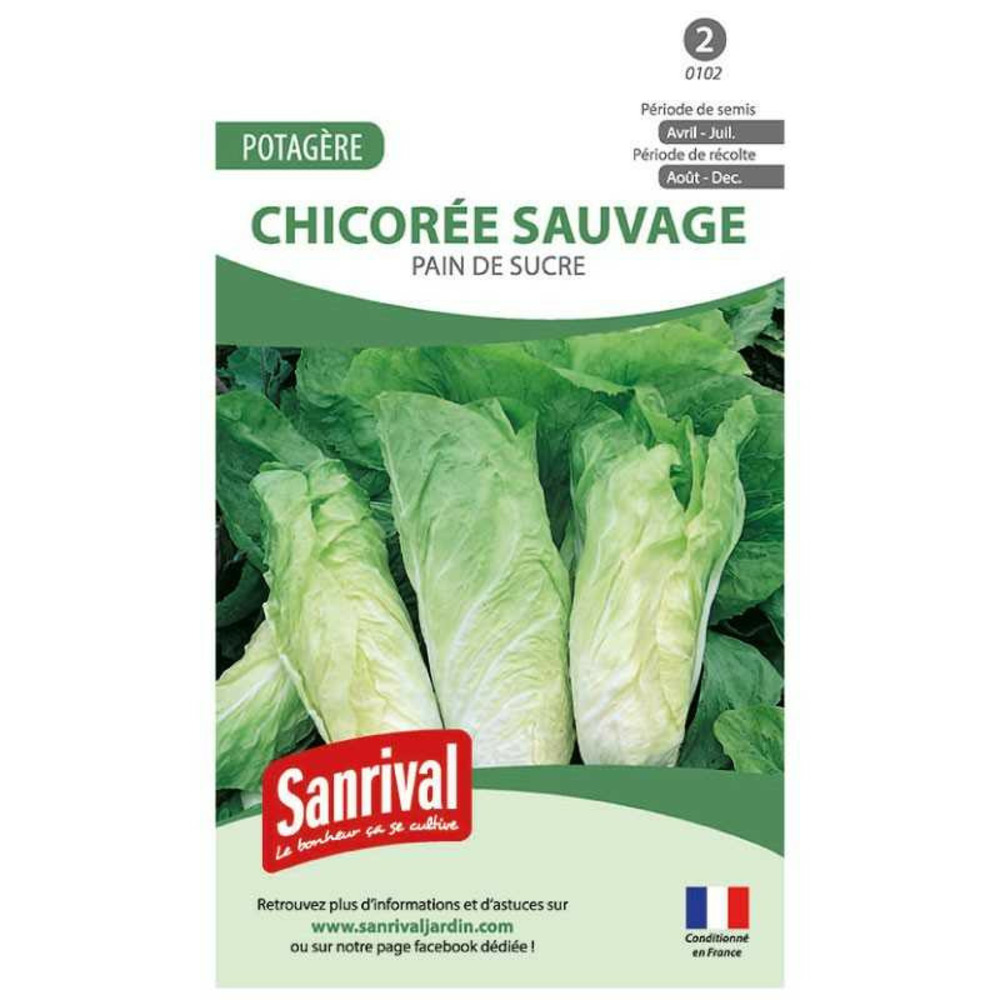 Graines chicorée sauvage pain de sucre