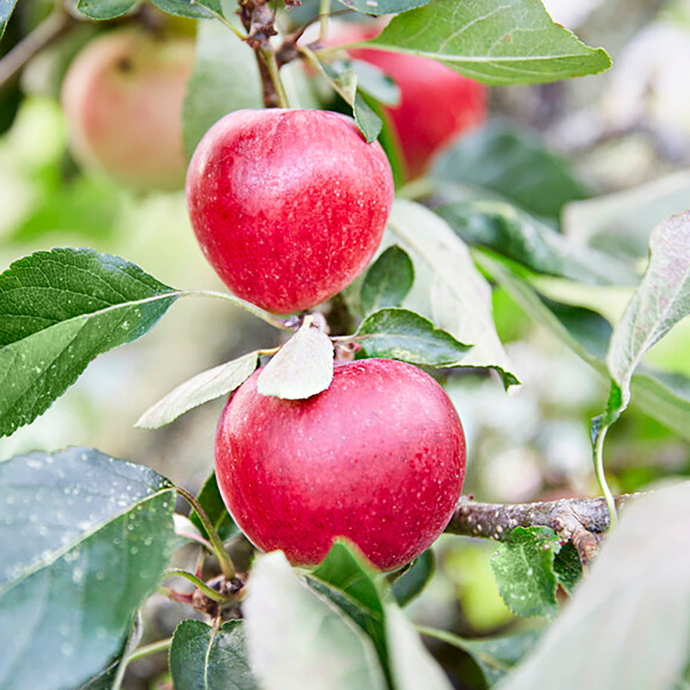 3x mini fruit mix – arbres fruitiers – facile d'entretien – ⌀9 cm - ↕30-35 cm