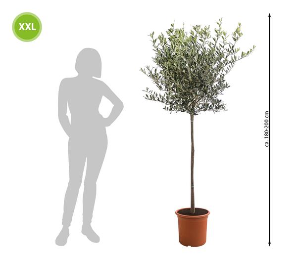 XXL Olivenstamm 'Leccino', ca. 180-200 cm