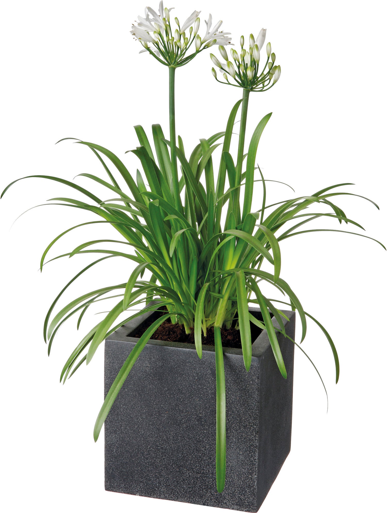 Afrikaanse lelie (Agapanthus africanus 'Albus') D 9 H 10 cm