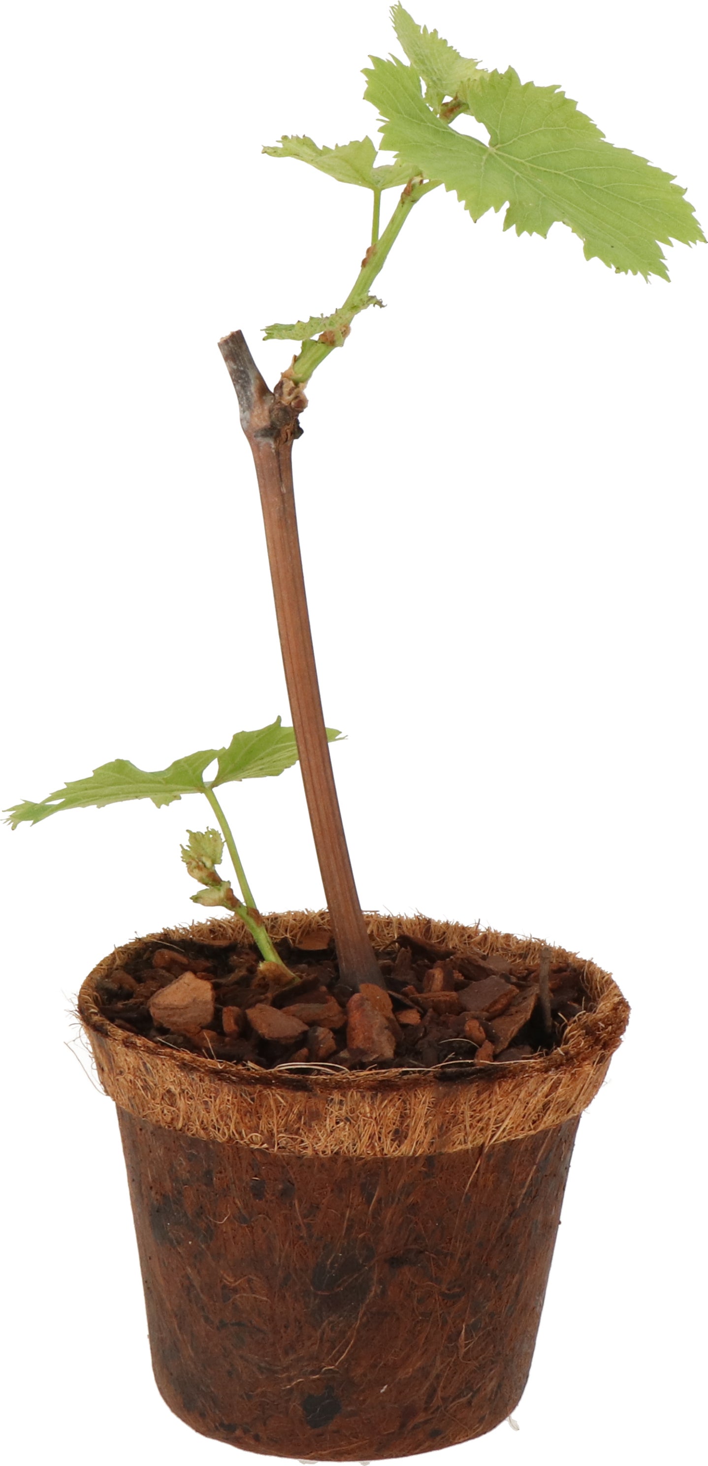 Witte druif (Vitis vinifera 'Himrod') D 13 H 30 cm