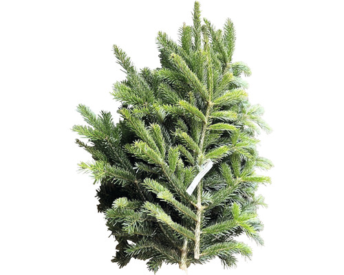 Dennengroen, Nordmannspar, snijgroen, handgebonden bundel, groot, ca. 2,5 kg
