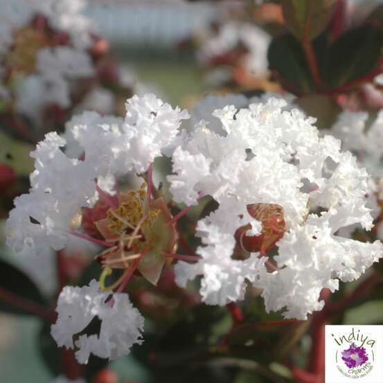Lilas des Indes, pot déco 3L