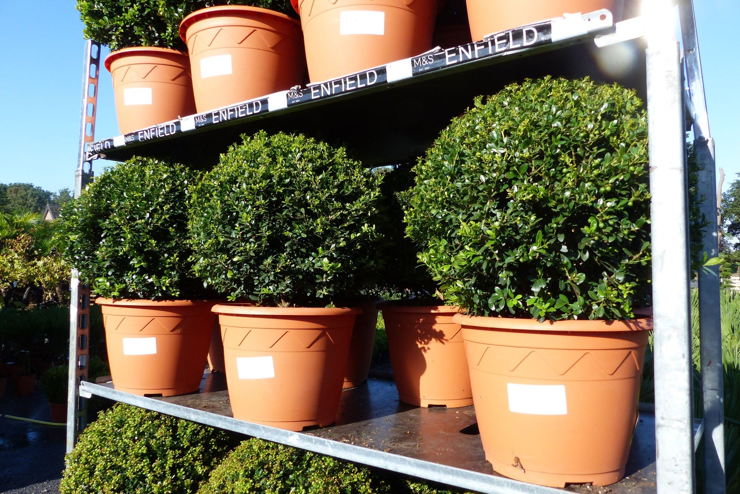 PREMIUM 2 stuks Ilex crenata Stokes bol rond Ø 40 - 45 cm Buxusvervanger winterhard + robuust