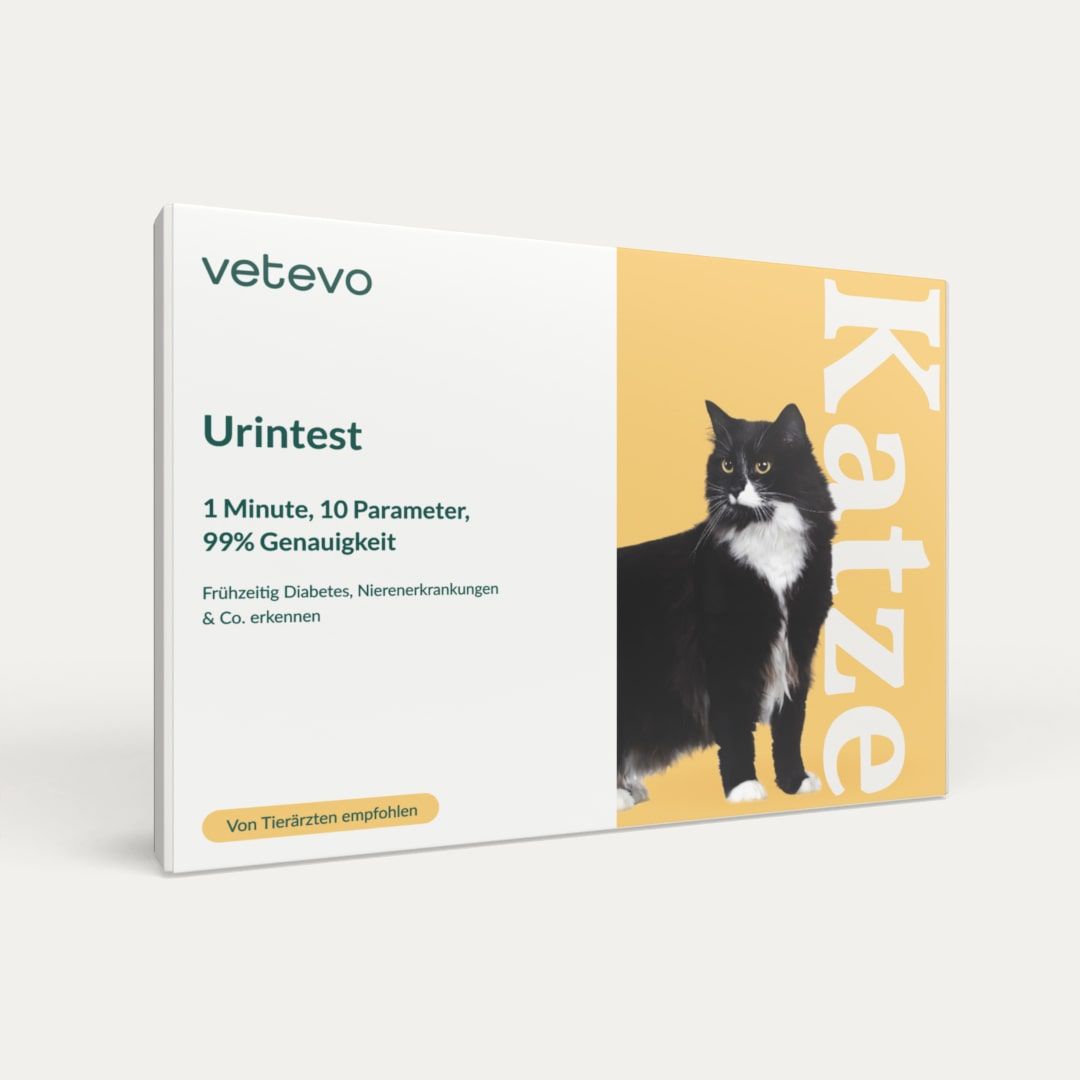 Urintest Katze
