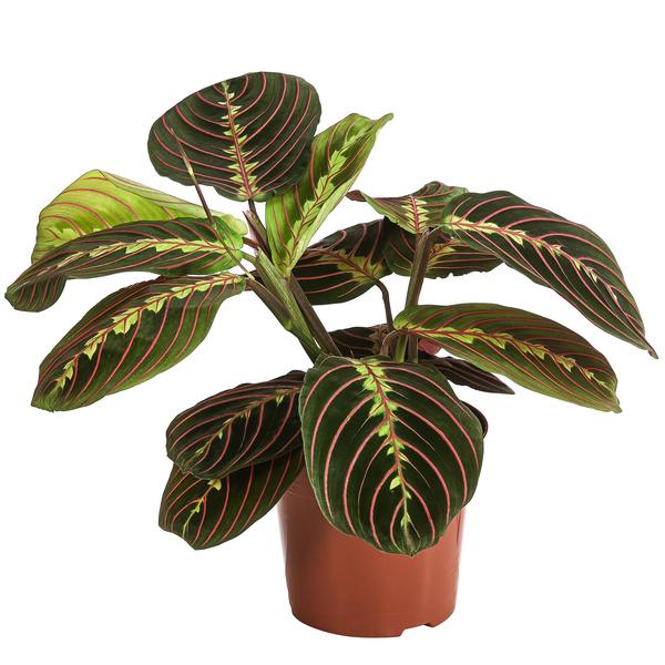Marante - Maranta leuconeura 'Fascinator'