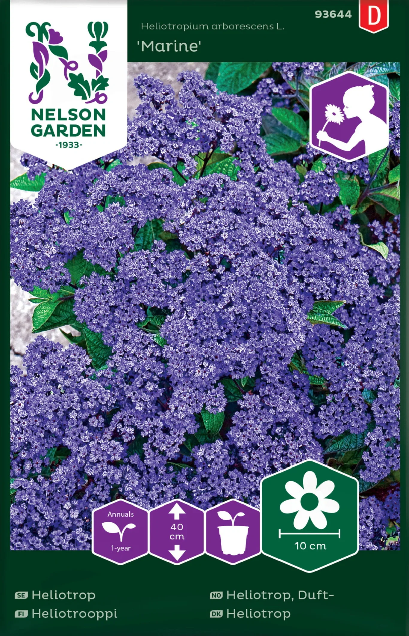 Heliotropium arborescens L. Dufteheliotrop 'Marine'