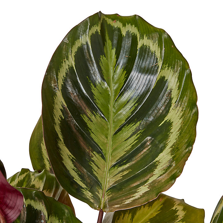 Calathéa médaillon 14cm