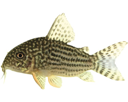 Oranjevinnige pantsermeerval - Corydoras sterbai