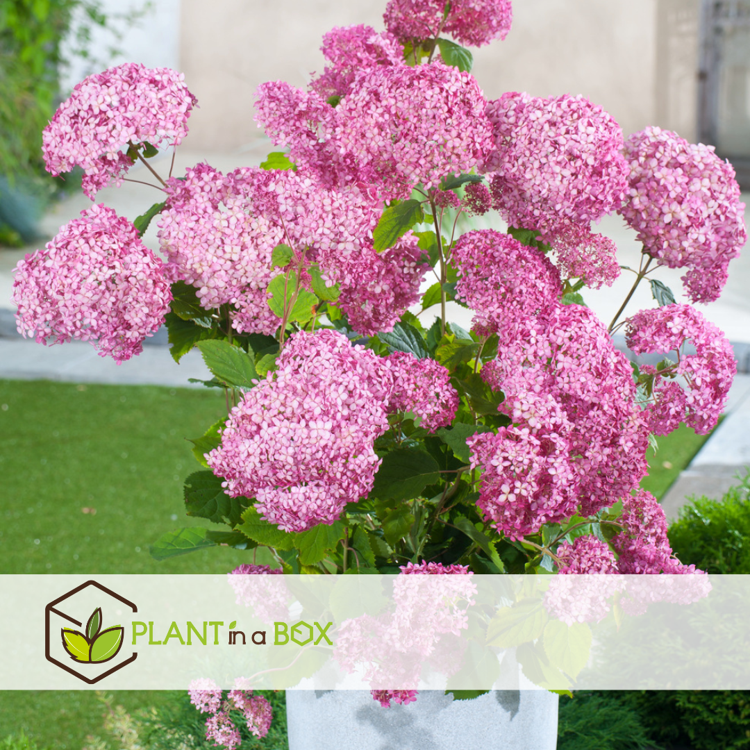 Hydrangea pink annabelle - hortensia - 2 pcs - rose - ⌀19 cm - hauteur 40-50 cm
