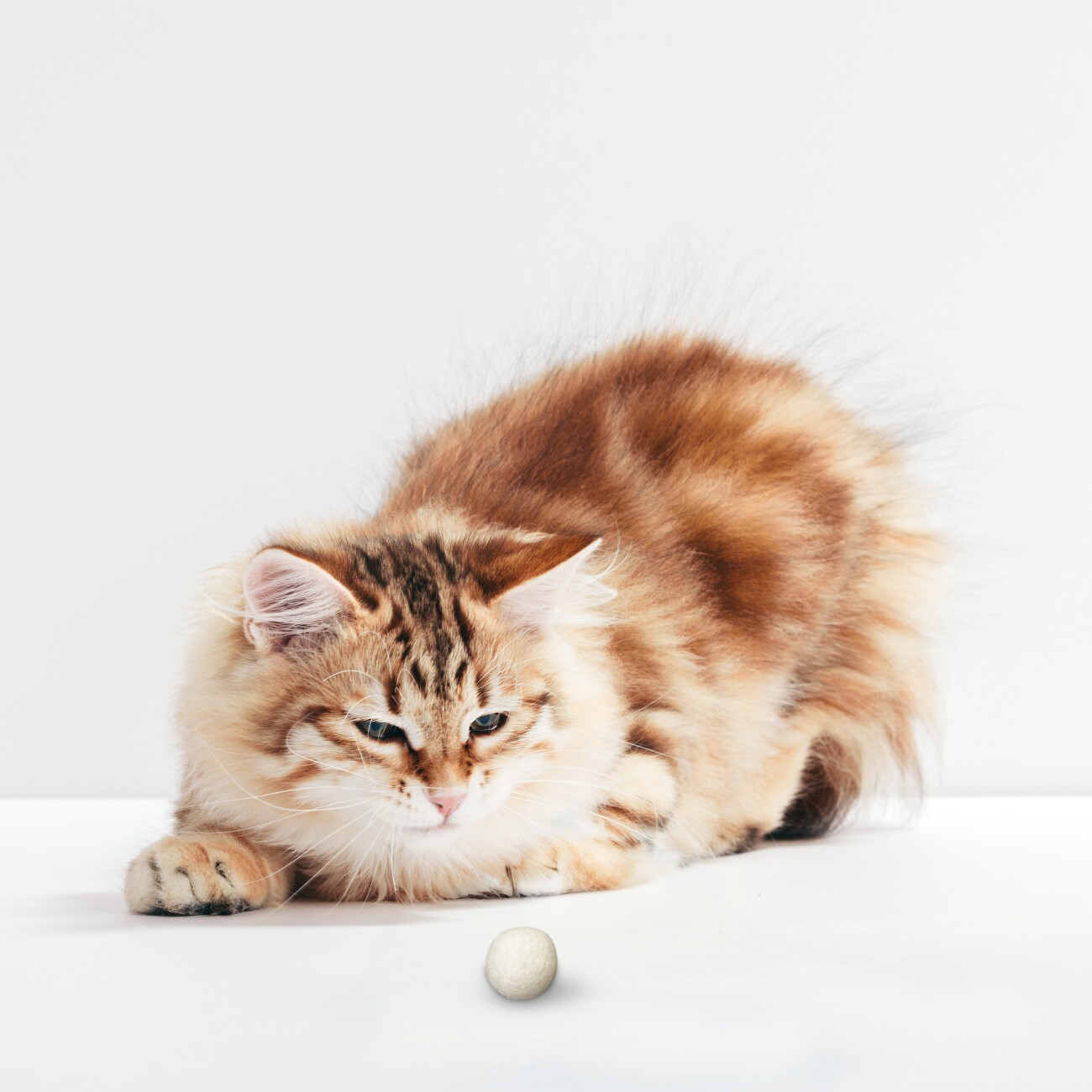 LEO LÖWENKATZ 5 Filzbälle, Spielbälle für Katzen aus reinem Wollfilz