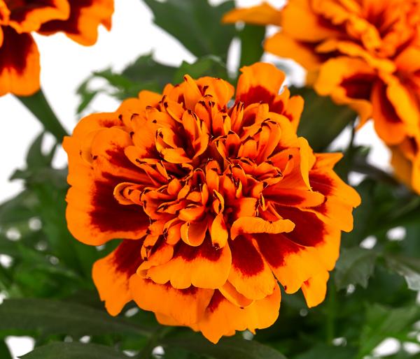 Studentenblume, verschiedene Farben