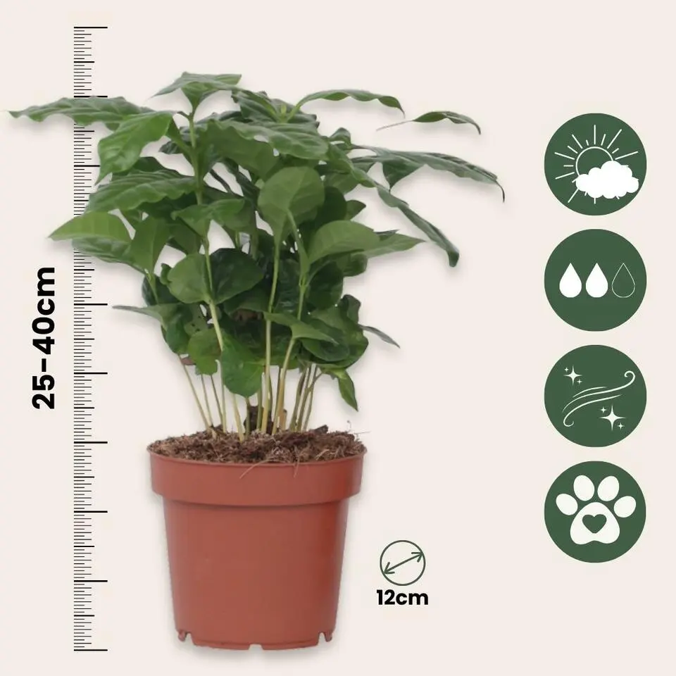 Koffieplant - Coffea arabica - Hoogte 25-40cm - ⌀12cm