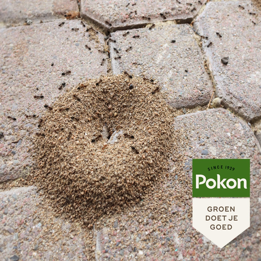 Pokon tegen mieren lokdoos 2 stuks