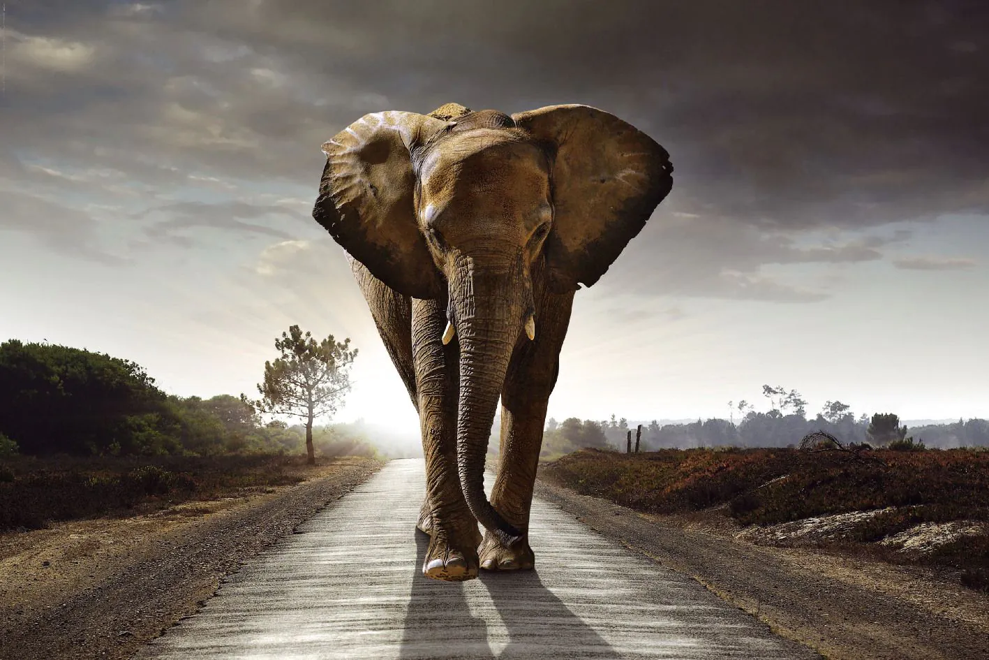 Poster Elefant, 61 x 91 cm