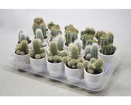 Keramische bloempot Ø 5,5 cm H 9 cm wit