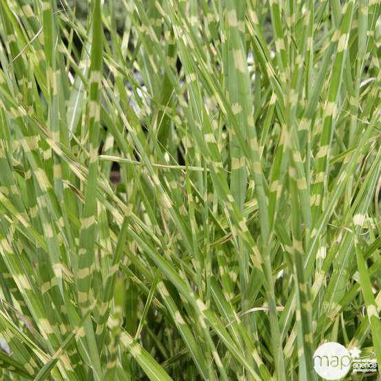 Miscanthus variés:pot 7L