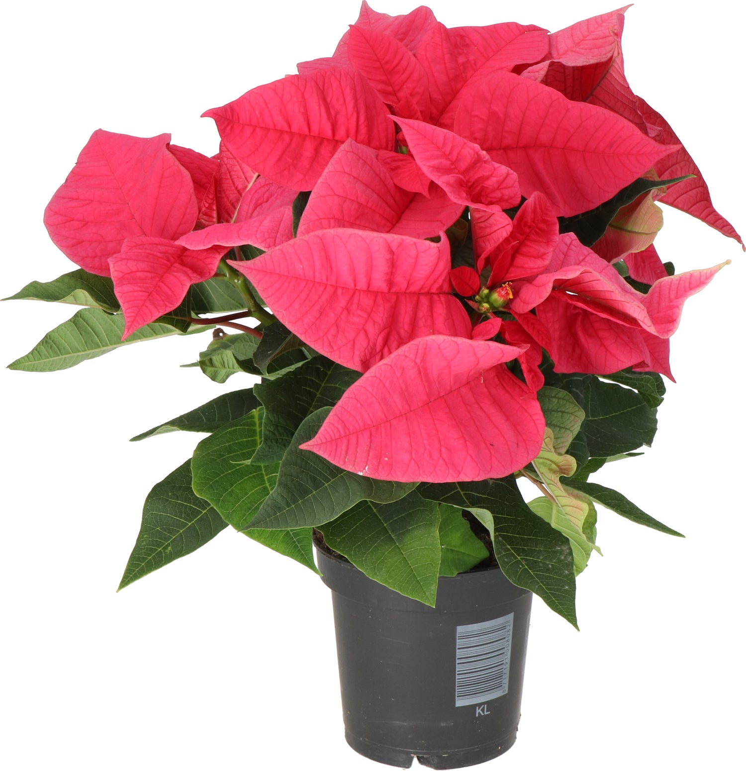 Kerstster (Euphorbia pulcherrima 'Mars Pink') D 10,5 H 25 cm