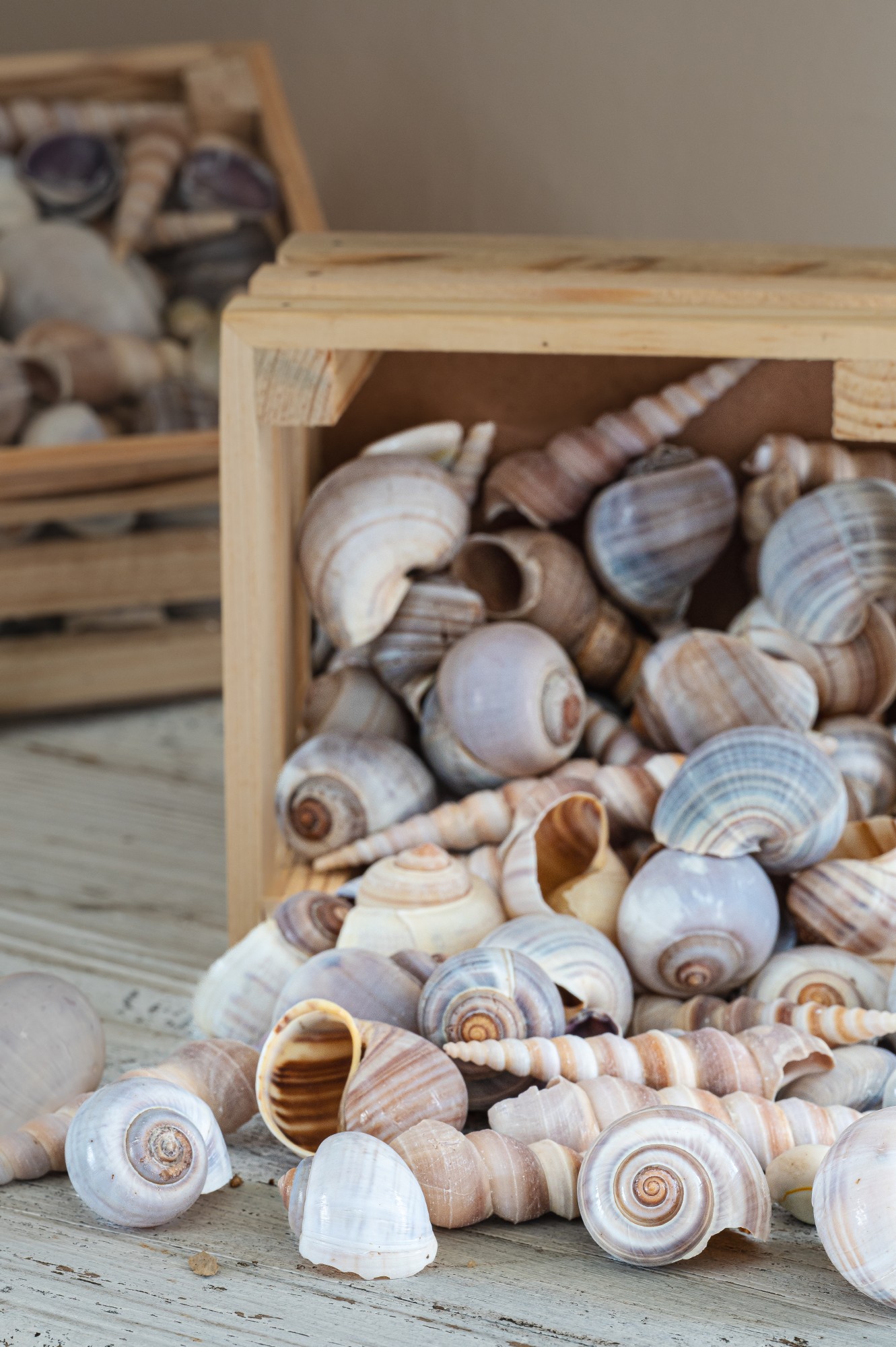 Muscheln & Schnecken in Holzkiste, B 13 cm, L 13 cm, H 8 cm von fischer's lagerhaus
