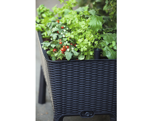 Keter Easy Growing verhoogde tuinbak op palen, 114 x 49,3 x 75,7 cm, antraciet