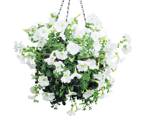 Bellissa Haas gietijzeren bloemenmand, 35 x 35 x 18 cm, zwart