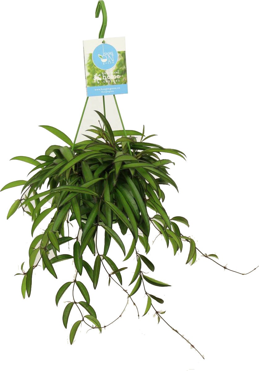 Wasbloem in hangpot (Hoya wayetii) D 14 H 35 cm