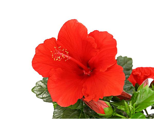 Zimmerhibiskus - Hibiscus rosa-sinensis,