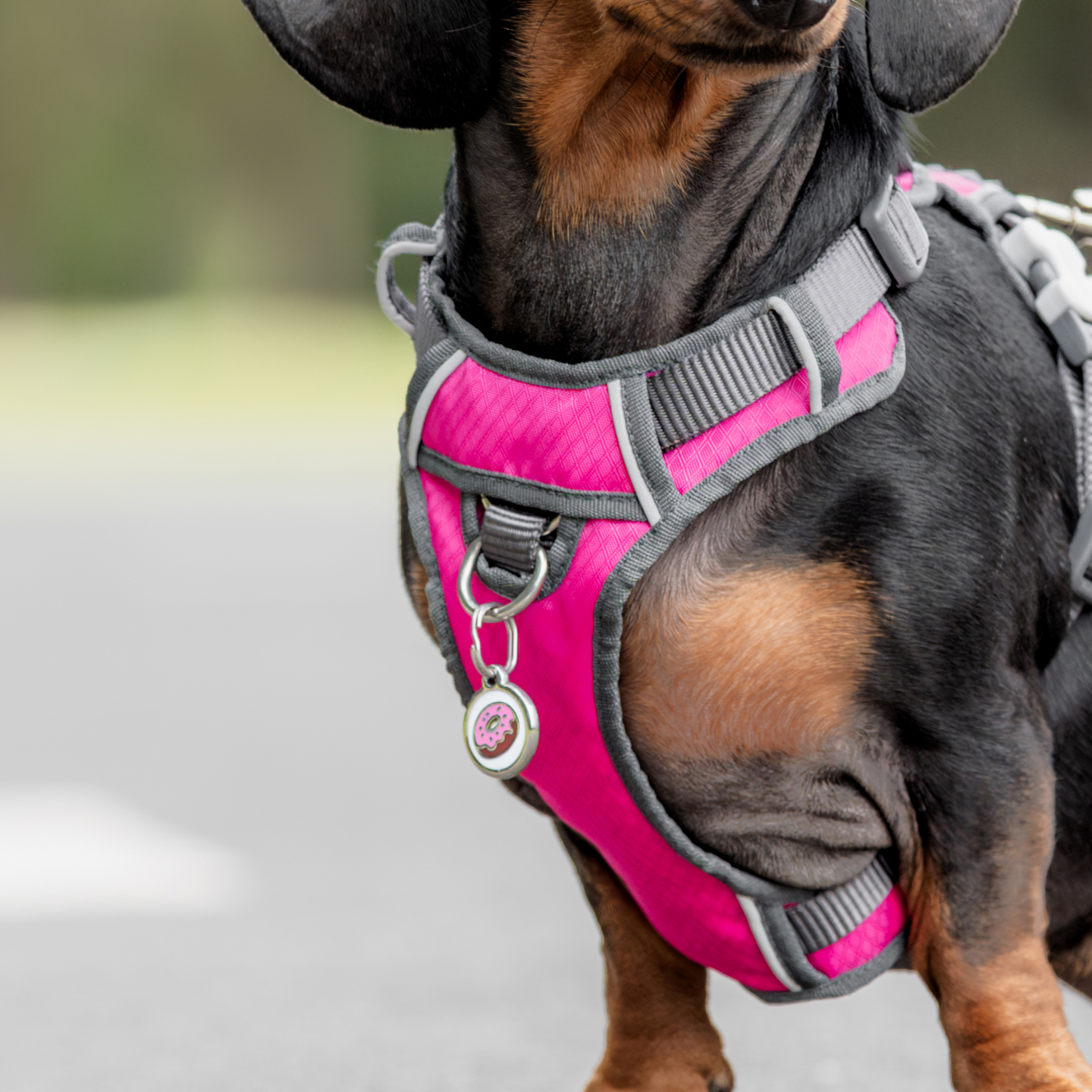 Placa de identificação para cães em aço inoxidável em formato de osso