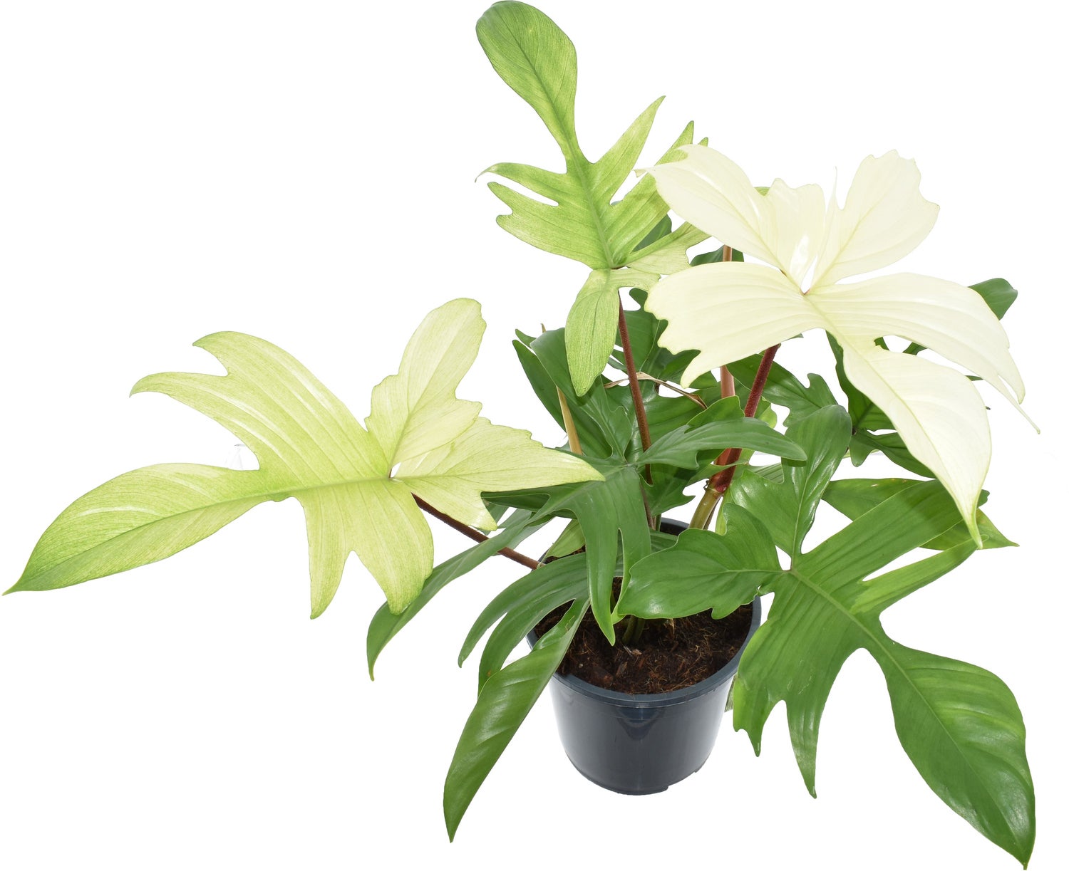 Philodendron (Philodendron 'Florida Ghost') D 19 H 70 cm