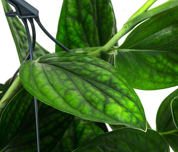 Efeutute - Epipremnum pinnatum 'Marble