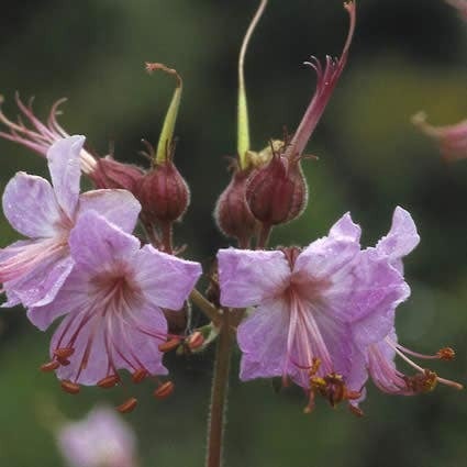Ooievaarsbek (Geranium macrorrhizum) D 9 H 10 cm