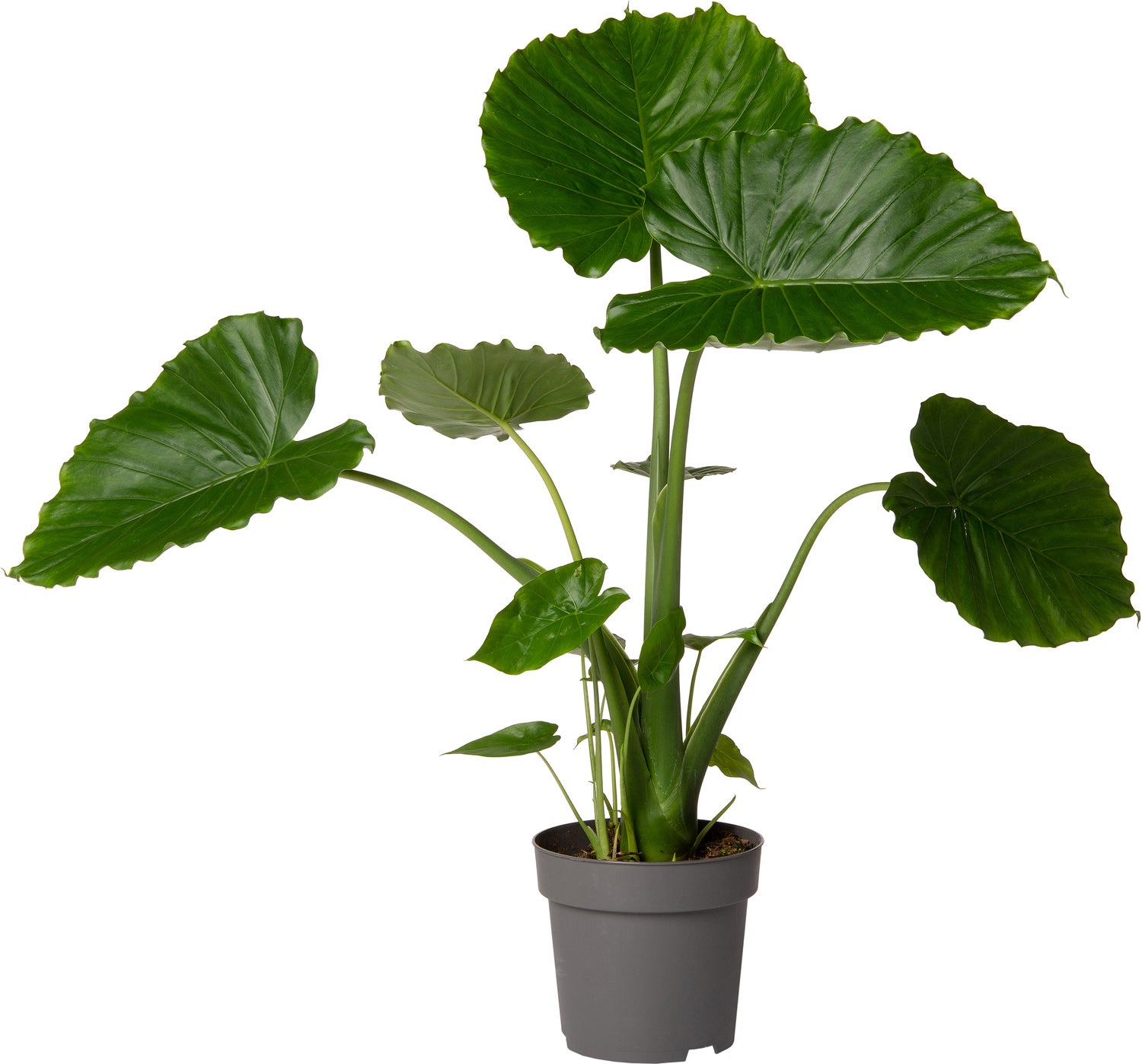 Olifantsoor (Alocasia gageana 'California') D 21 H 90 cm