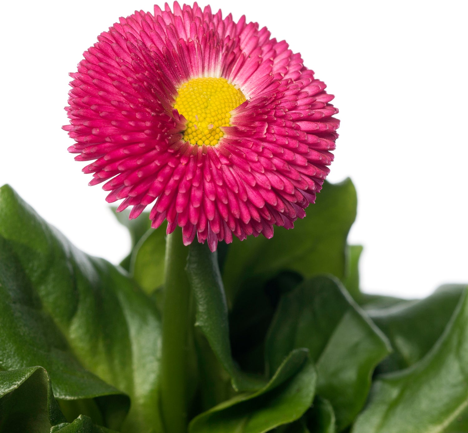 Madeliefje (Bellis perennis 'Bella Daisy Rose') sixpack D 9 H 12 cm