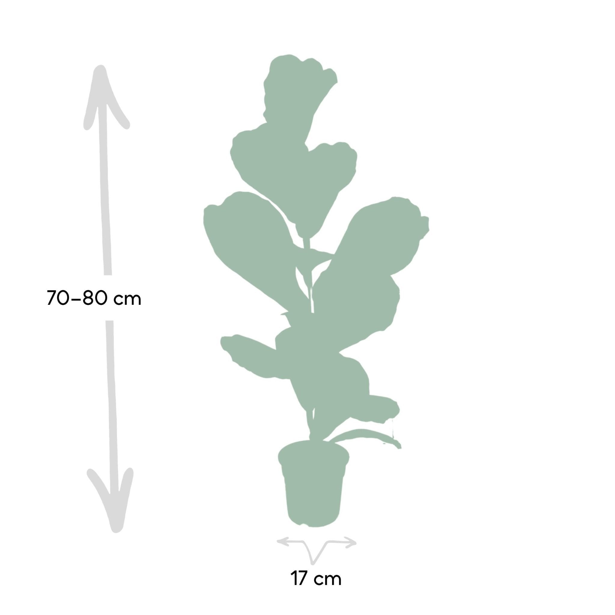 Plante d'intérieur - ficus lyrata 75cm