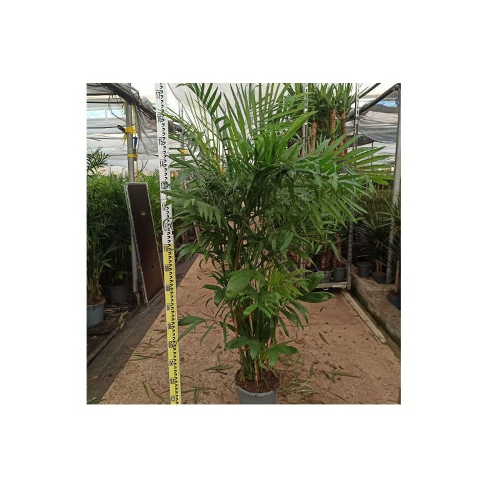 Chamaedorea seifrizii (palmier nain de seifriz) taille pot de 10l 140/150cm