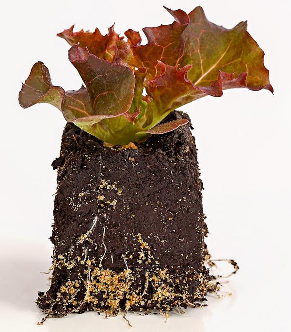 Bio Pflücksalat 'Lollo Rosso', 6er Schale