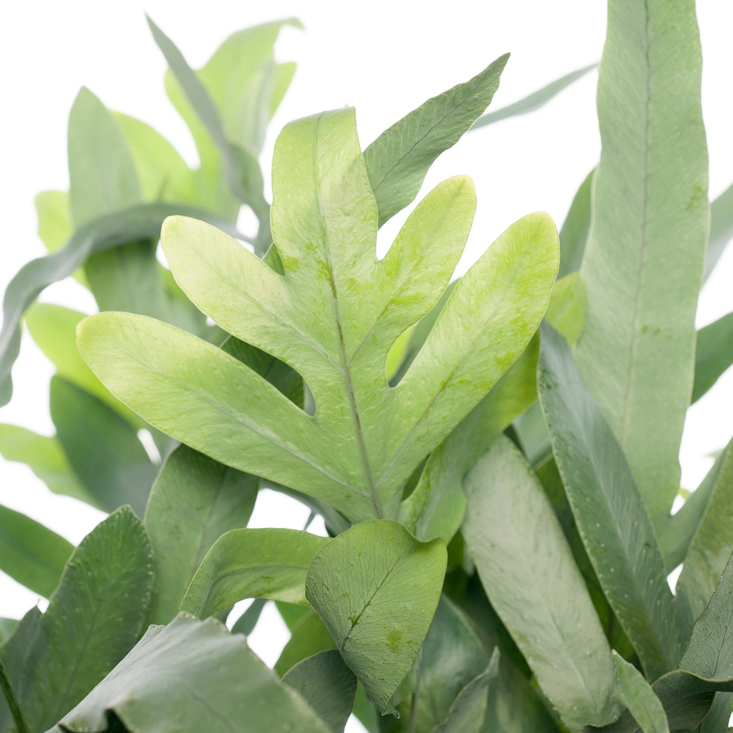 Blauwvaren (Phlebodium aureum 'Blue Star') D 19 H 55 cm